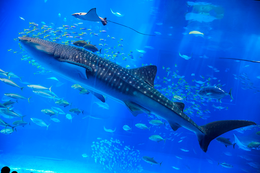 沖繩水族館